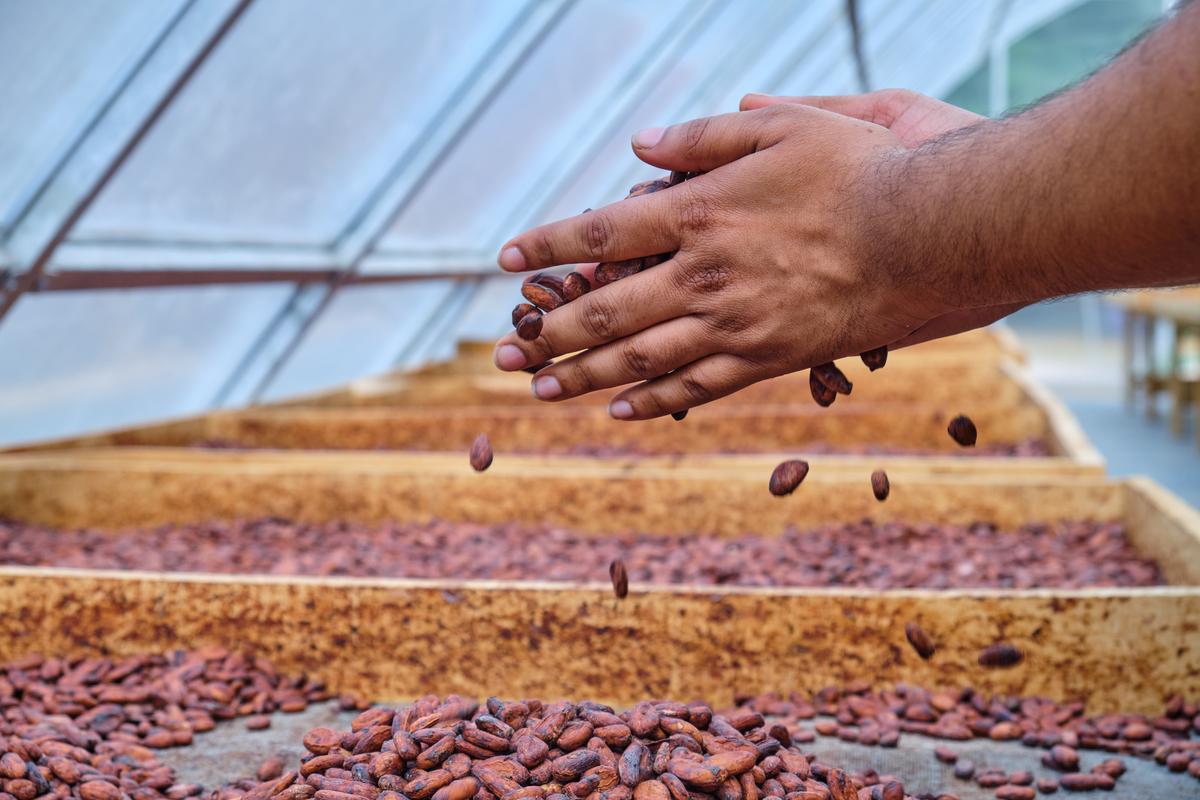 Artisanal craft chocolates made in Rajahmundry The Hindu